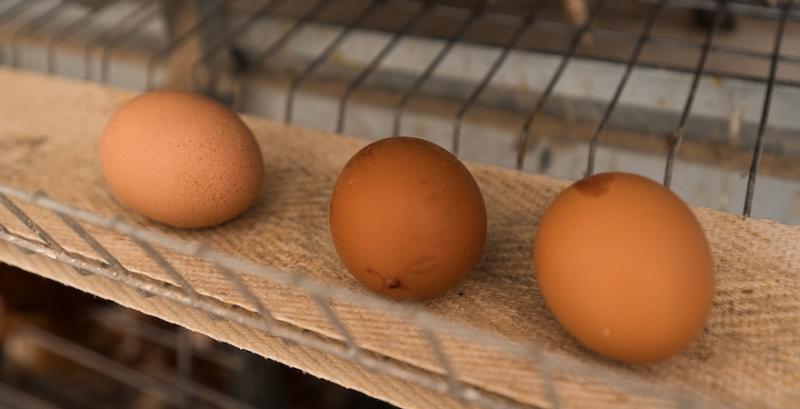 На Житомирщині працює органічна птахоферма з повним циклом виробництва На Житомирщині працює органічна птахоферма з повним циклом виробництва