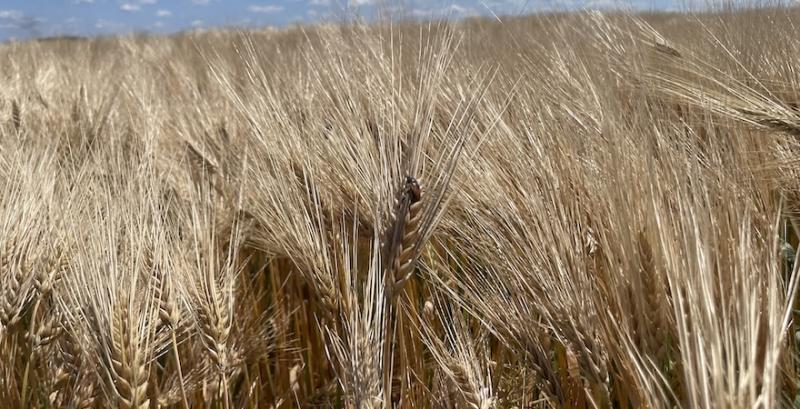 Український ячмінь тримає позиції: ціни залишаються на рівні $230/т 