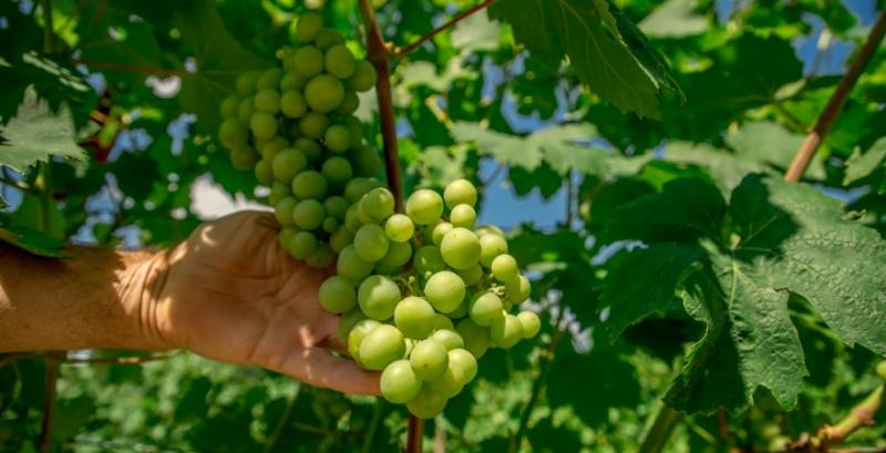 Винороби Одещини страждають від посух та імпорту