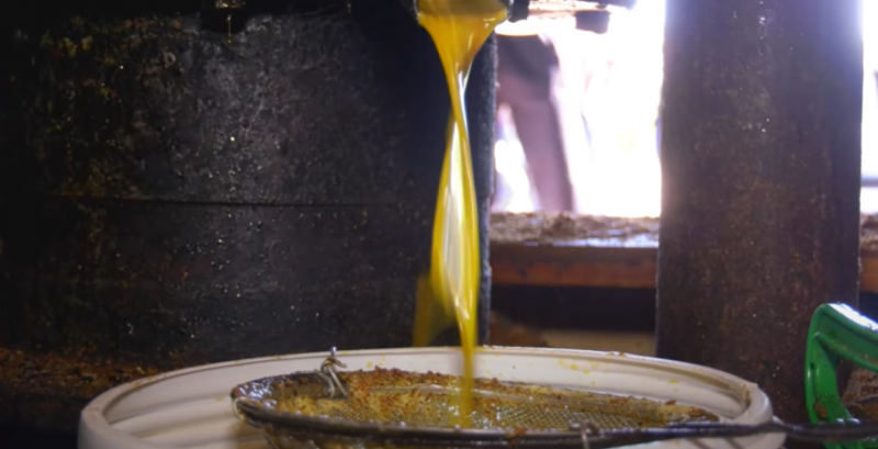 Фермери з Чернігівщини планують запустити виробництво рижієвої олії