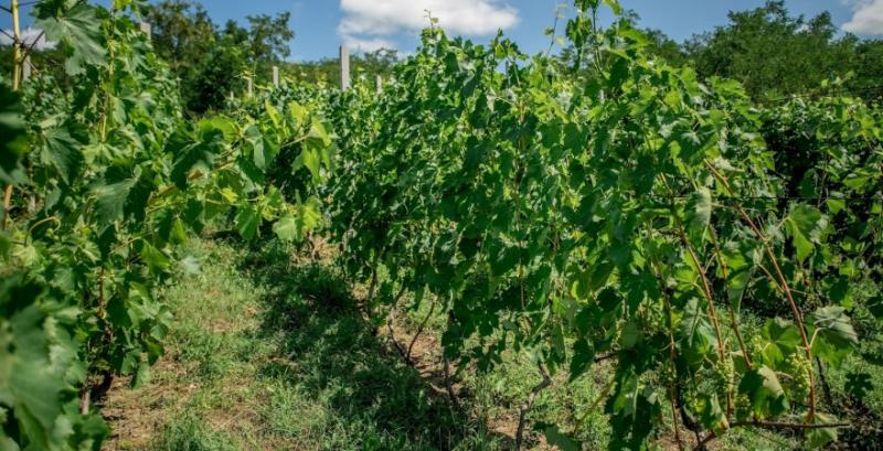 Виноградник Виноградник