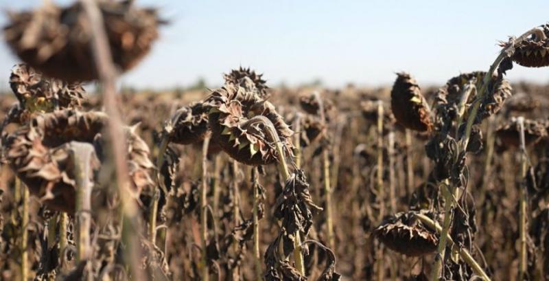 Врожайність соняшника на Черкащині знизилась на 20% Врожайність соняшника на Черкащині знизилась на 20%