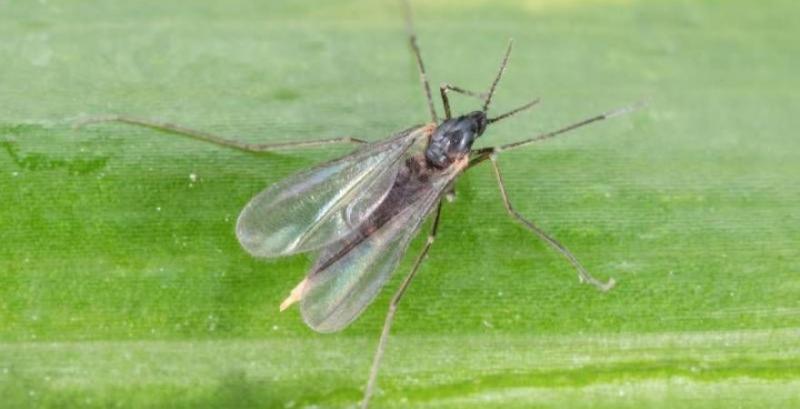 Гессенська муха