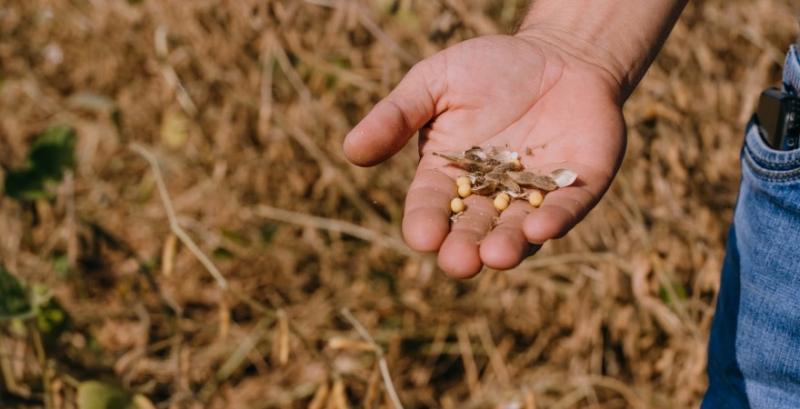 Аналітики знизили прогноз виробництва сої до 5,8 млн т