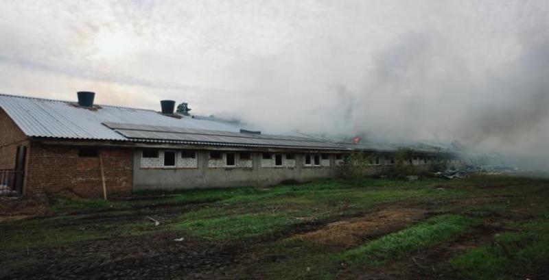 Російські дрони цілеспрямовано били по свинарниках: в агрофірмі з Харківщини підраховують збитки після атаки Російські дрони цілеспрямовано били по свинарниках: в агрофірмі з Харківщини підраховують збитки після атаки