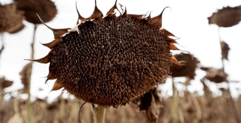 Переробники знизили закупівельні ціни на соняшник — брокери