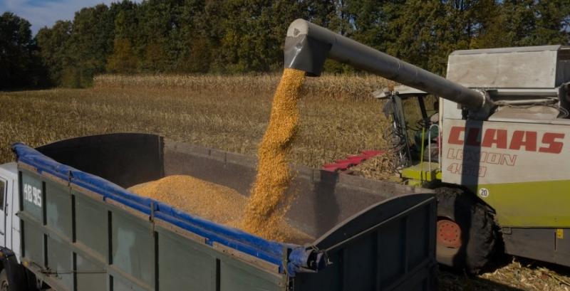 Кукурудза Кукурудза