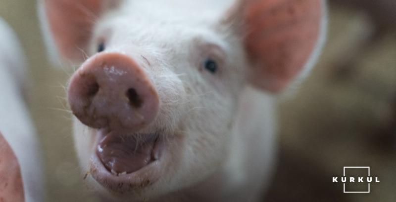 Закупівельні ціни на живих свиней вже півтора місяця демонструють стабільність 