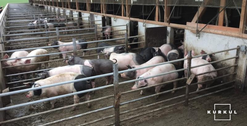 Фермерка розповіла про переваги контрактної відгодівлі для свиногосподарств