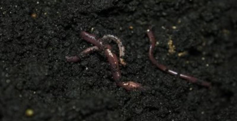 Каліфорнійські черв'яки