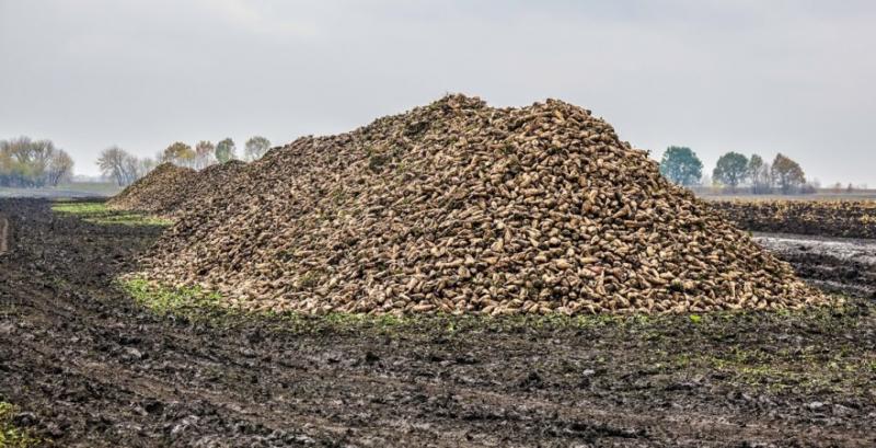 На Вінниччині новий цукровий сезон розпочали всі 5 заводів На Вінниччині новий цукровий сезон розпочали всі 5 заводів