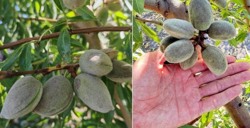 Мигдаль у розсаднику «Мигдалеві сади»