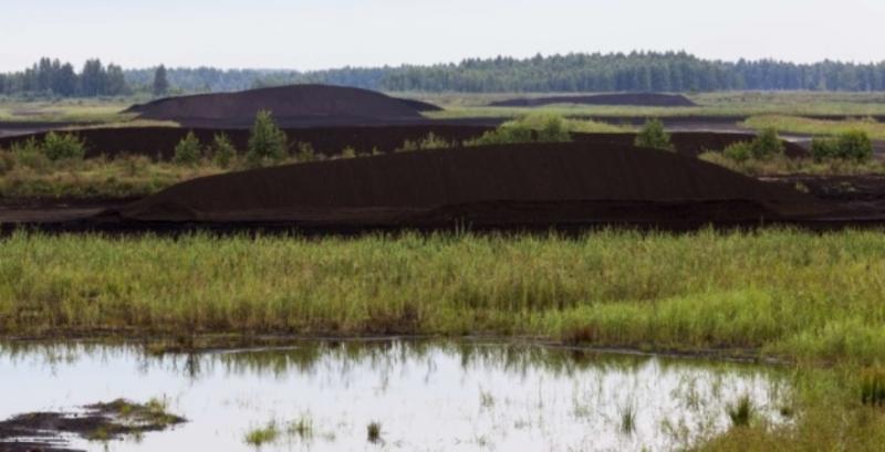 Палюдикультура: що фермеру вирощувати на заболочених землях Палюдикультура: що фермеру вирощувати на заболочених землях