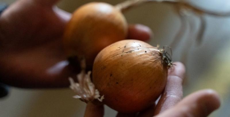 Ринок цибулі входить у сезон із рекордно низькими цінами — аналітики