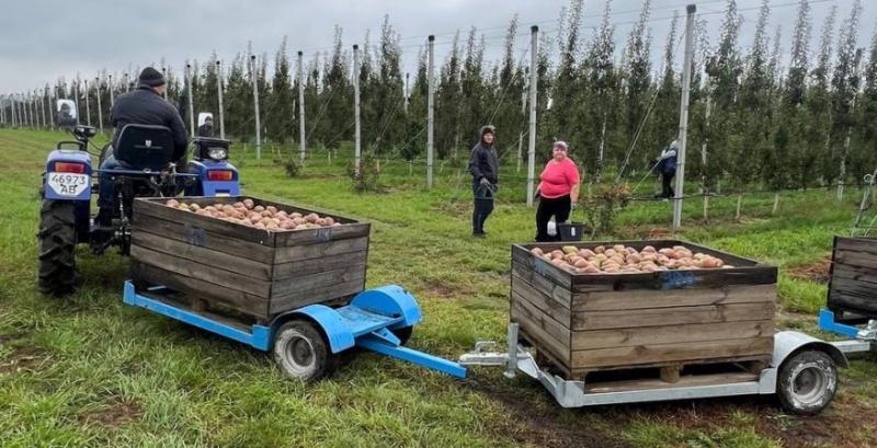 Збір урожаю груш у ФГ «Іванівська калина» Збір урожаю груш у ФГ «Іванівська калина»