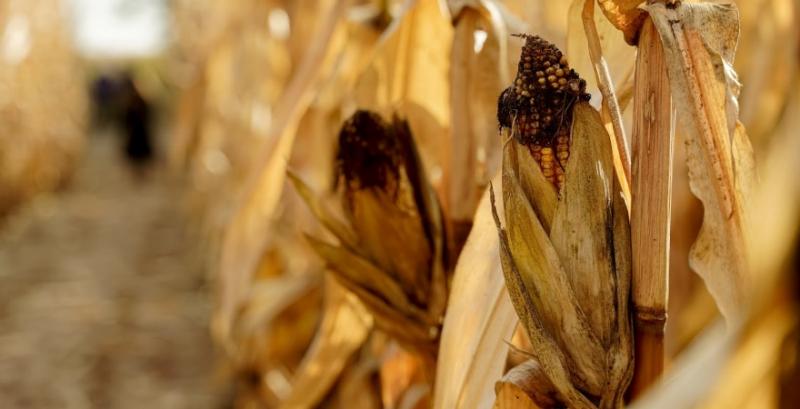 Аграрії намолотили понад 45 млн т врожаю зернових та олійних