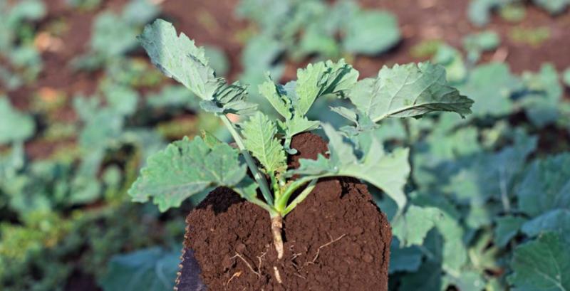 Волога погода сприяла розвитку хвороб на ріпаку