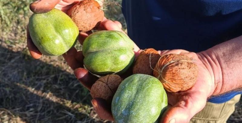 Селекціонер з Одещини виводить нові великоплідні сорти волоських горіхів