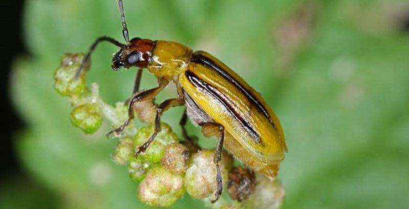 Через діабротику на Чернігівщині запровадили карантинний режим