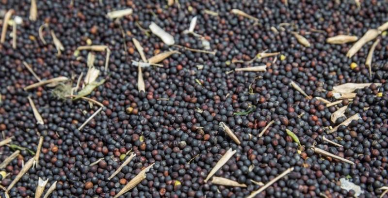 Виробники утримуються від активних продажів ріпаку в очікуванні сприятливих умов експорту