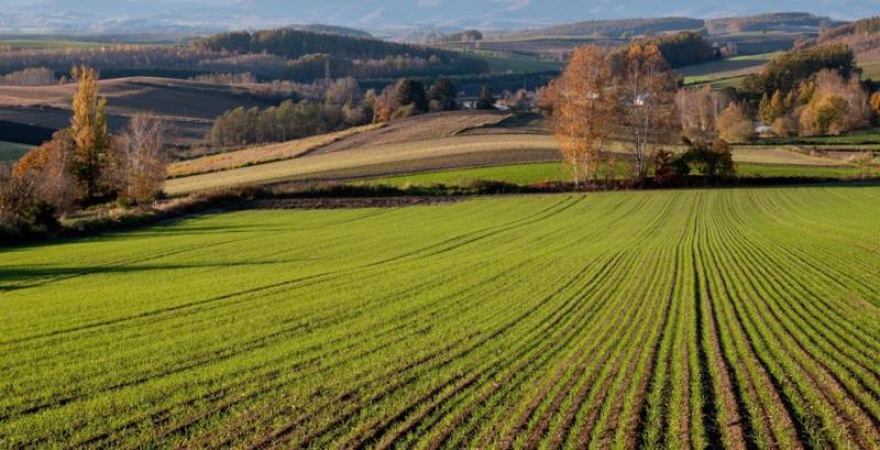 Як забезпечити надійний первинний захист озимих пізньої сівби від хвороб — поради фахівця