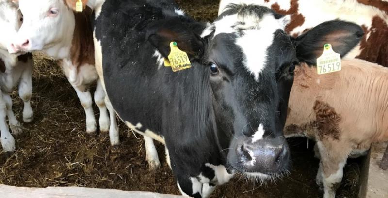 Фермер з Полтавщини планує збудувати новий комбікормовий завод — поточний працює на піку