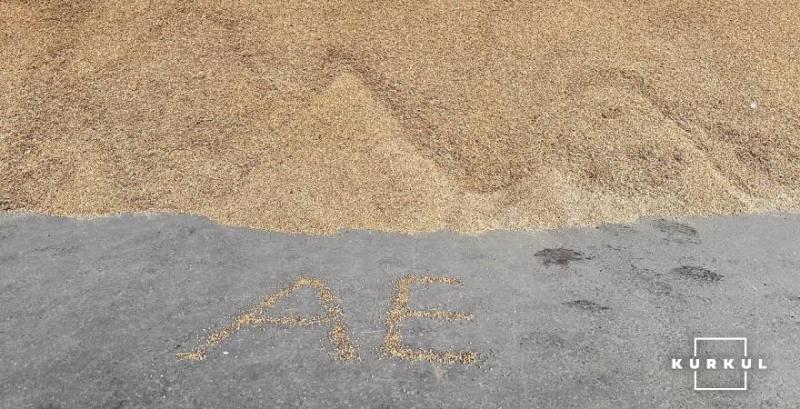 Господарство з Полтавщини експерементує з нішевими культурами — у фокусі коріандр