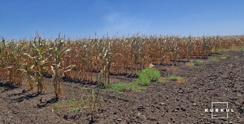 У господарстві з Дніпровщини висохло понад 100 га кукурудзи