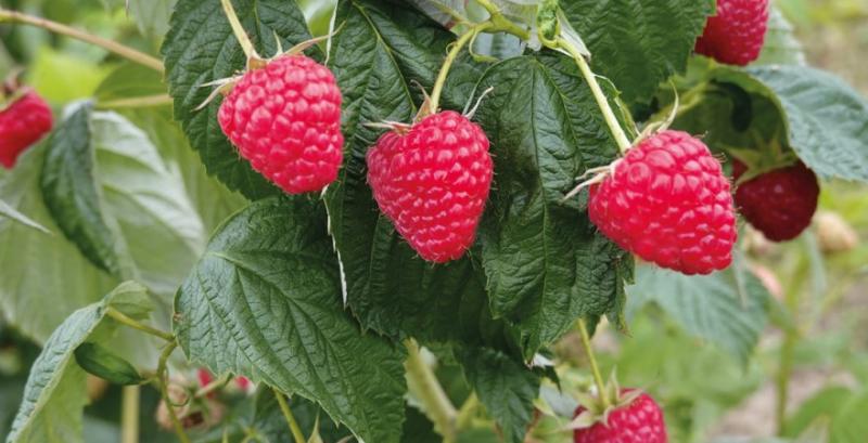 Ремонтантна малина Дельніва