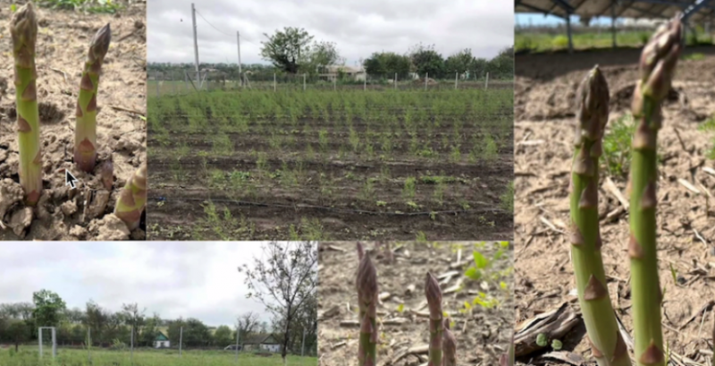 Спаржа від ТОВ Бадеко Спаржа від ТОВ Бадеко