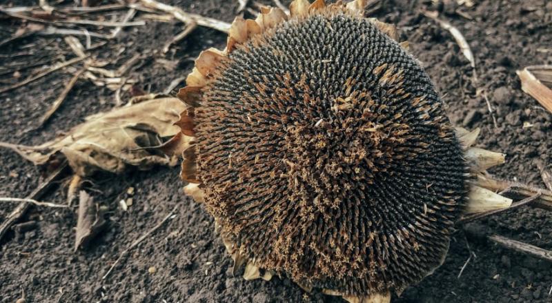 Конкуренція за якісний соняшник лише зростатиме — експерти