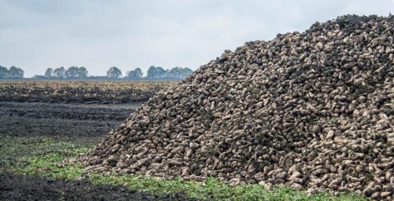 Гайсинський цукровий завод планує збільшити обсяги переробки цукрових буряків Гайсинський цукровий завод планує збільшити обсяги переробки цукрових буряків