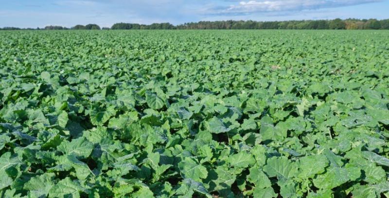 Особливості підживлення озимого ріпаку восени для успішної перезимівлі — поради фермерам Особливості підживлення озимого ріпаку восени для успішної перезимівлі — поради фермерам