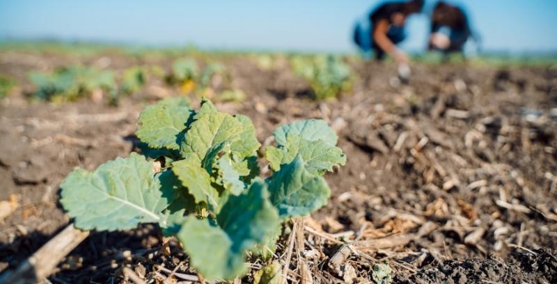 Ріпак Ріпак