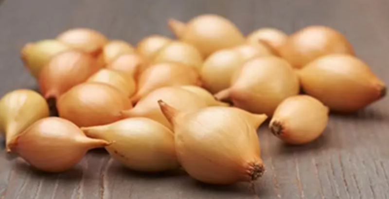 Українські науковці вивели нові високоврожайні сорти цибулі Українські науковці вивели нові високоврожайні сорти цибулі