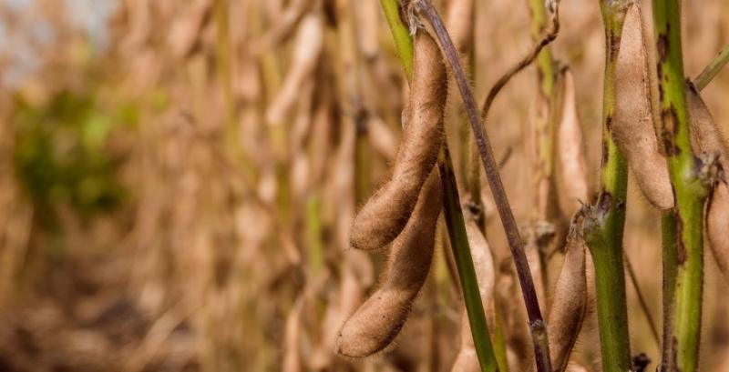 Премія за не-ГМО сою сягає $40-45/т — брокери Премія за не-ГМО сою сягає $40-45/т — брокери