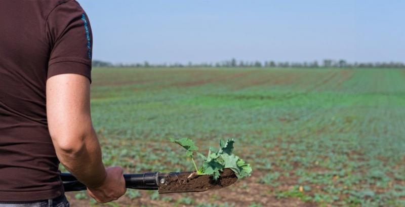 Фахівці рекомендують посилити контроль злакових бур’янів та падалиці в ріпаку Фахівці рекомендують посилити контроль злакових бур’янів та падалиці в ріпаку