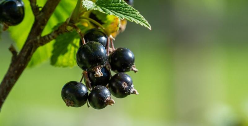 Україна відновлює виробництво та експорт свіжої смородини Україна відновлює виробництво та експорт свіжої смородини