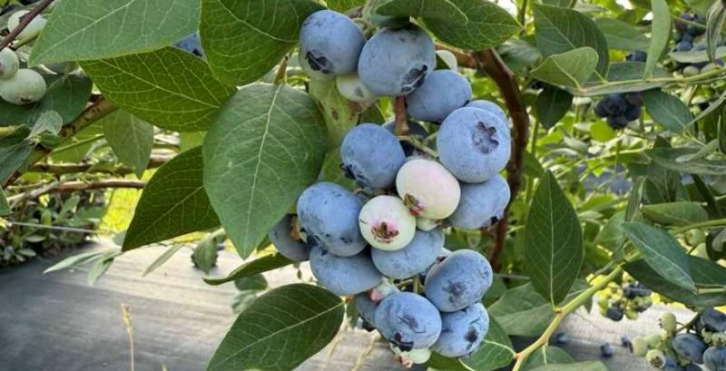 Лохина у ТОВ «Бетек»