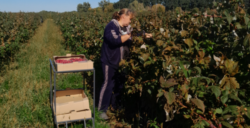 Виробник овочів та ягід з Київщини планує збудувати завод із тунельного заморожування