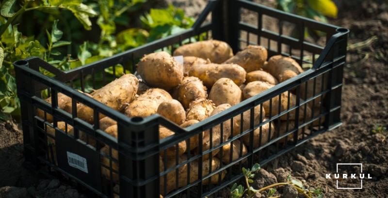 Завод з переробки картоплі МАЇС співпрацюватиме з фермерами