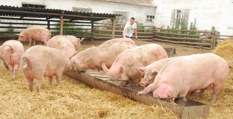 Проблема нестачі кваліфікованих кадрів у тваринництві загострюється — АСУ 