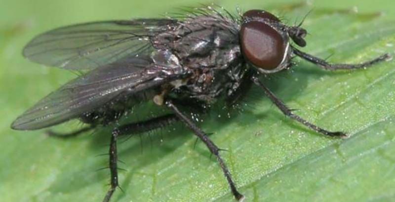 Злакова муха