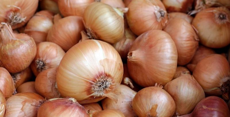 Через несприятливі погодні умови цибуля почала дорожчати Через несприятливі погодні умови цибуля почала дорожчати