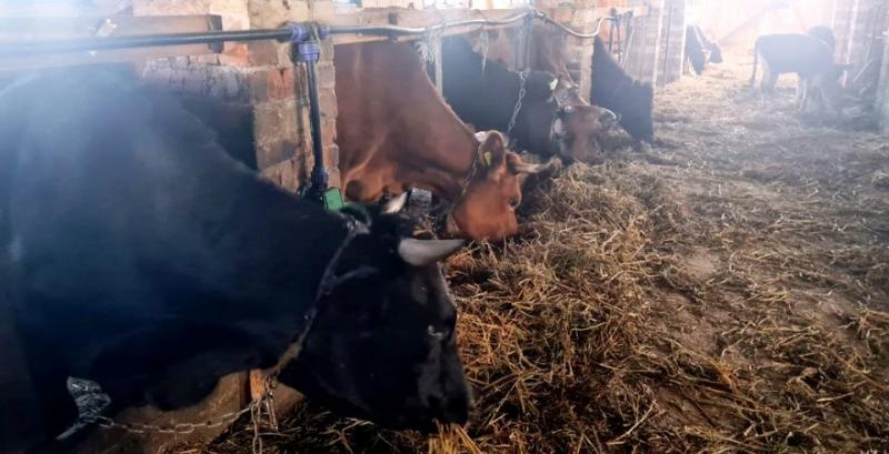 На Житомирщині ветеранка розвиває мініферму з розведення ВРХ На Житомирщині ветеранка розвиває мініферму з розведення ВРХ