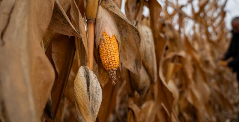 Жнива кукурудзи пришвидшились, середня врожайність зросла до 5,8 т/га