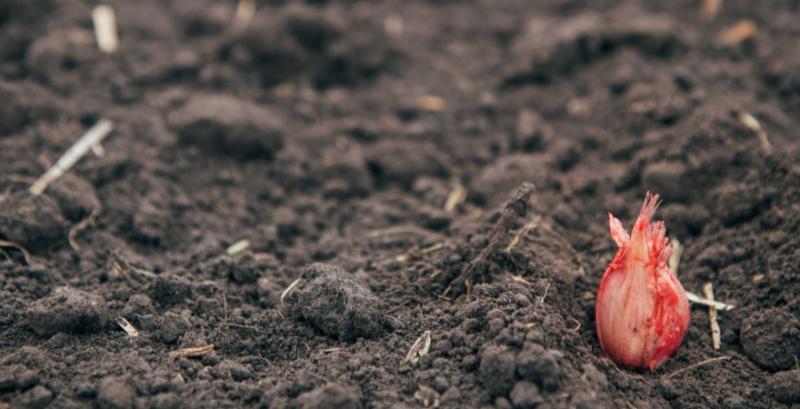 Фермер з Черкащини викорчував яблуневий сад під овочевий проєкт Фермер з Черкащини викорчував яблуневий сад під овочевий проєкт