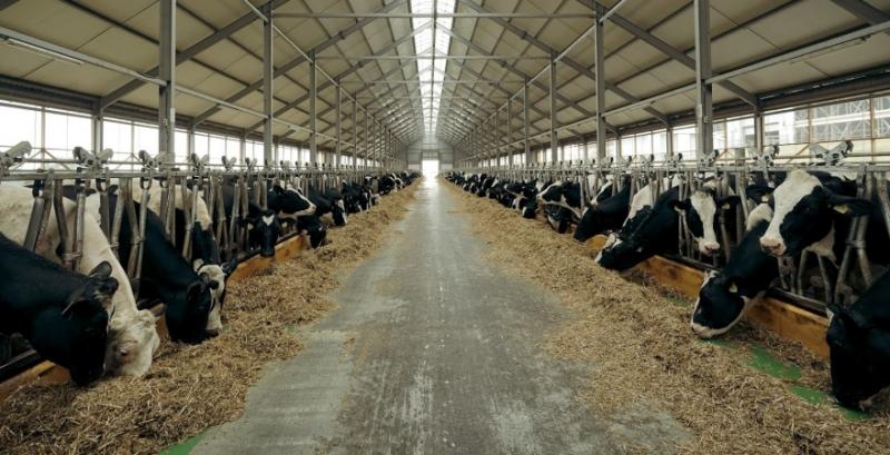 Молочна ферма ТОВ «Україна» з Тернопільщини