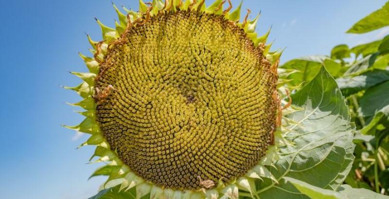 Гібрид соняшнику НК Конді