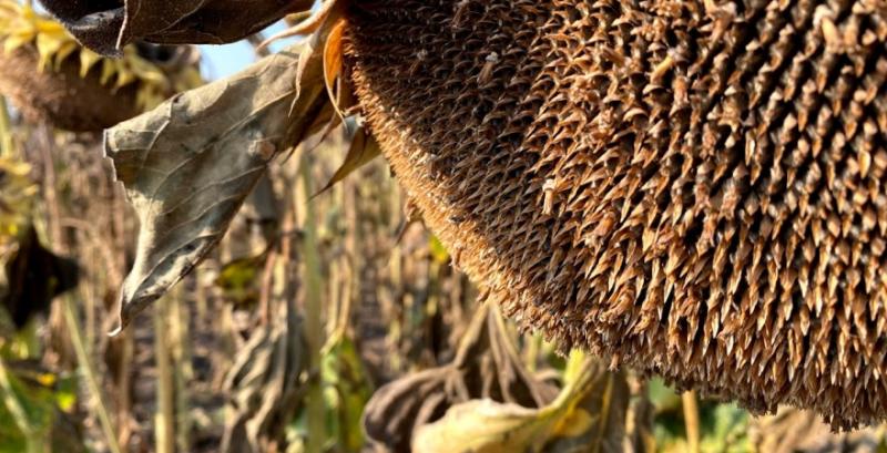 На ТОТ Запорізької області окупанти захопили агропідприємство, яке раніше співпрацювало з армією рф На ТОТ Запорізької області окупанти захопили агропідприємство, яке раніше співпрацювало з армією рф